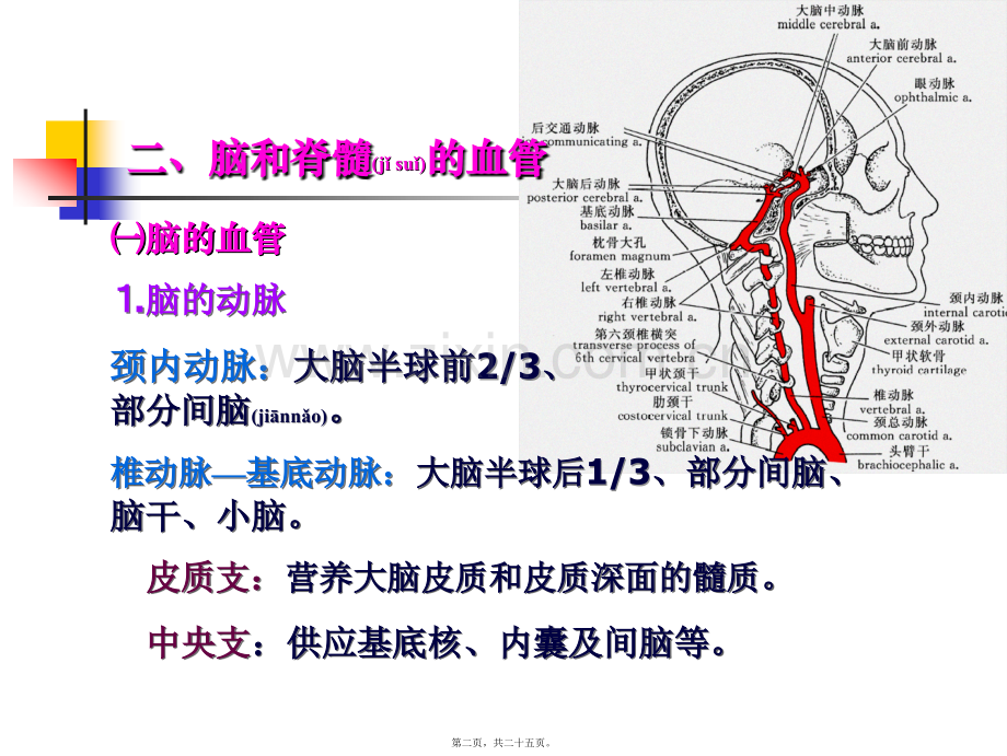 脑和脊髓的被膜、血管及脑脊液循环【2】.ppt_第2页