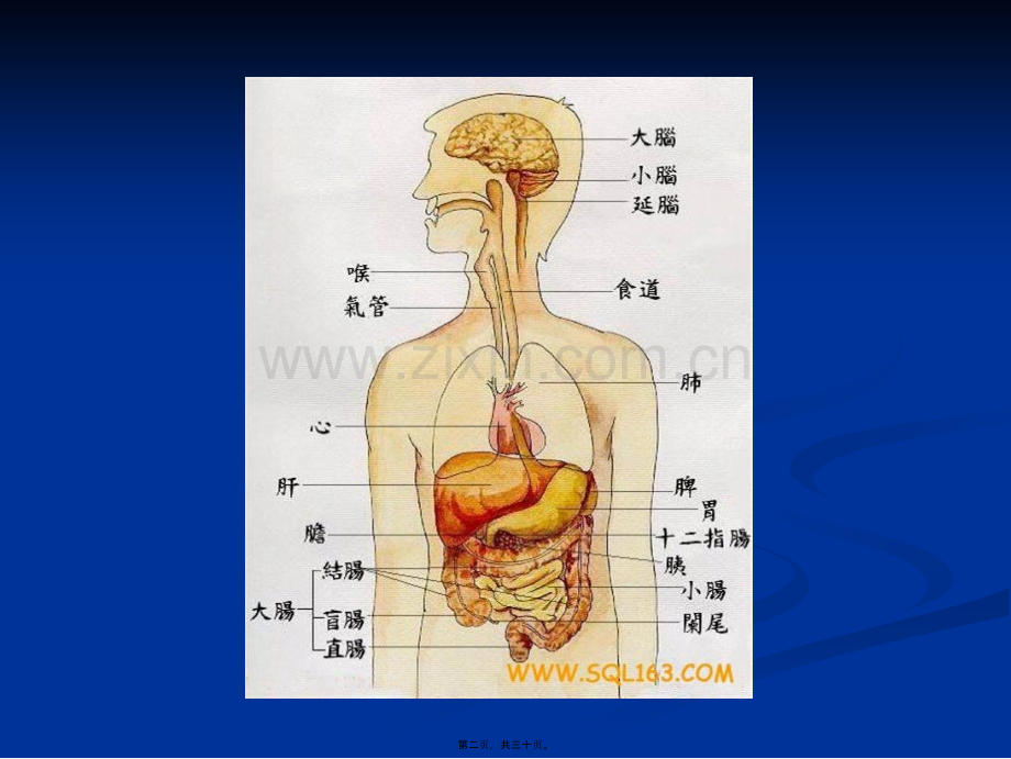 学术讨论—乙肝基础知识讲座.ppt_第2页