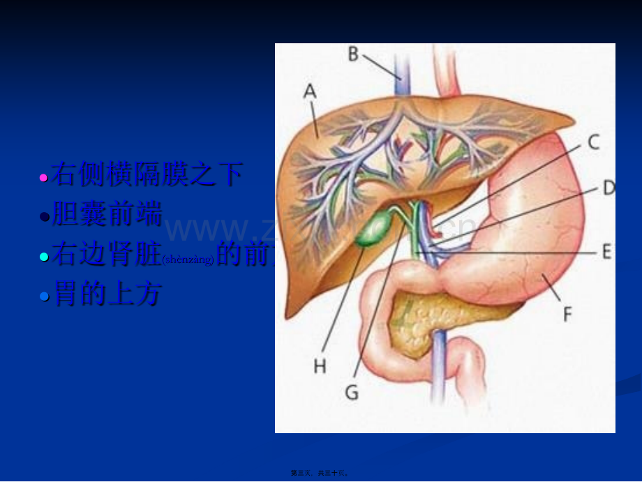 学术讨论—乙肝基础知识讲座.ppt_第3页