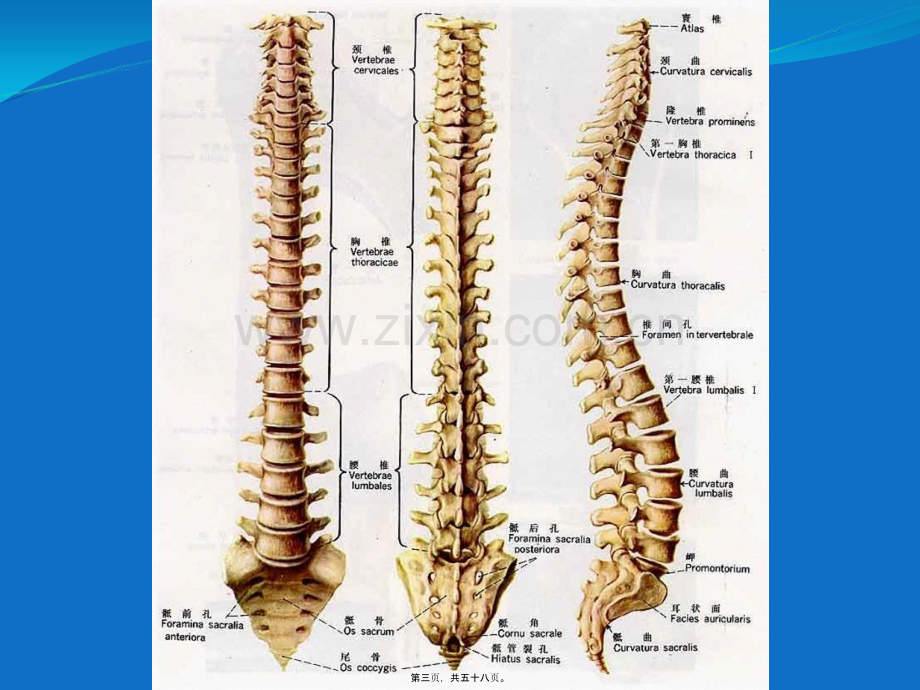 脊柱骨折.ppt_第3页