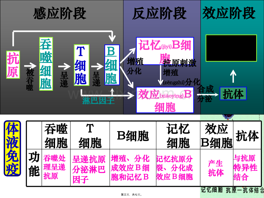 人体的第三道防线：体液免疫和细胞免疫的过程.ppt_第3页