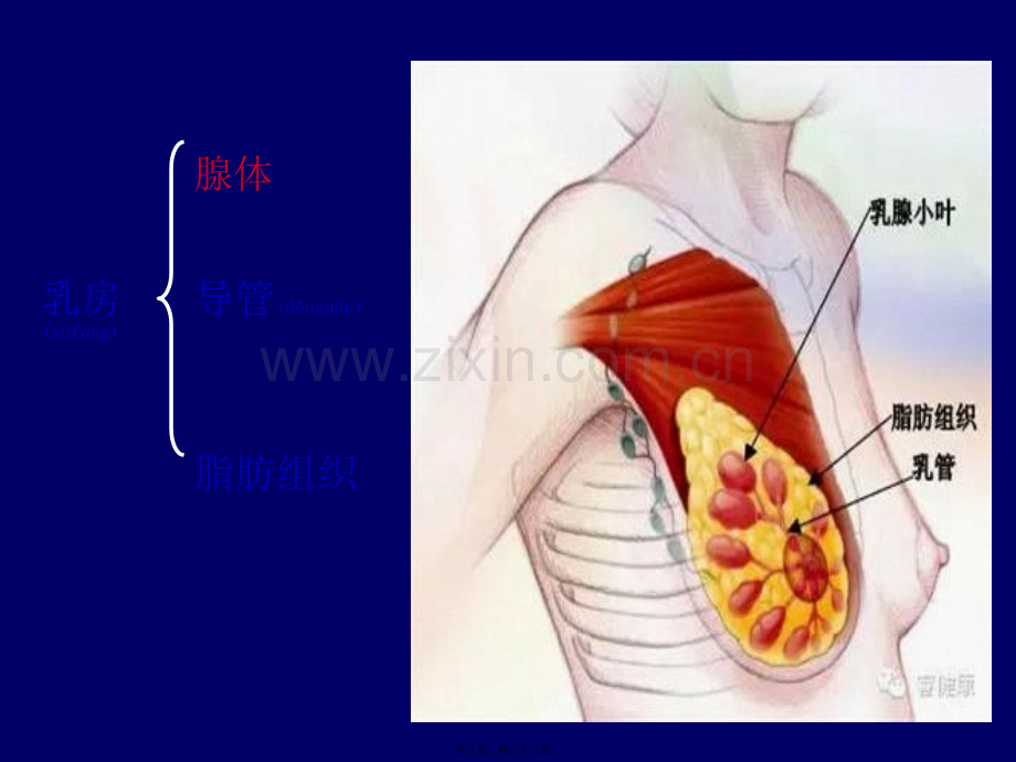 乳腺结构与乳腺癌.pptx_第2页