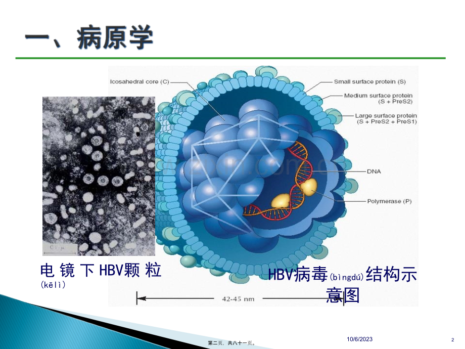 乙肝防治指南经典版要点.ppt_第2页