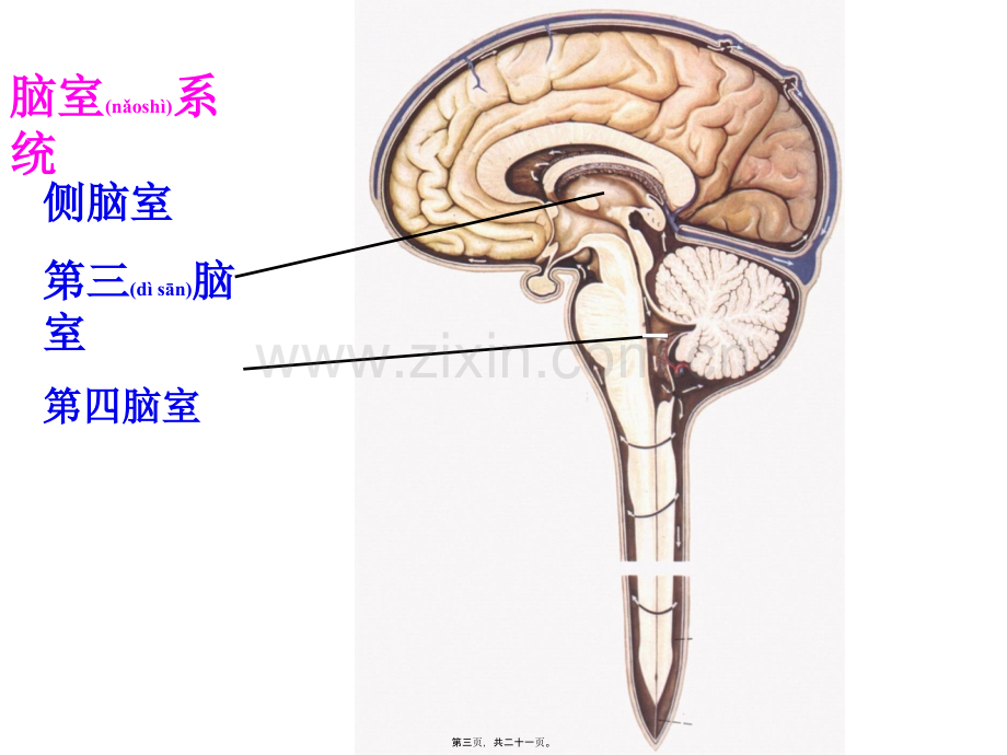 脑室系统和脑脊液循环.ppt_第3页