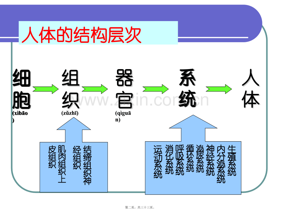 人体八大系统.ppt_第2页