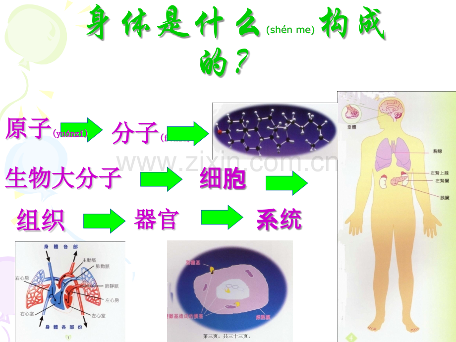 人体八大系统.ppt_第3页