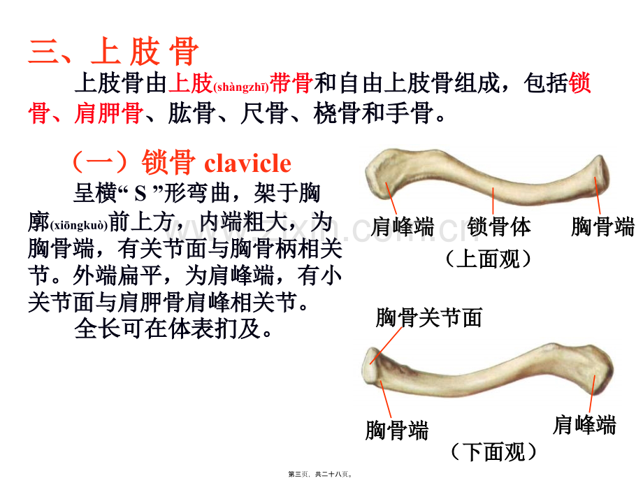 上肢骨及其连结.ppt_第3页