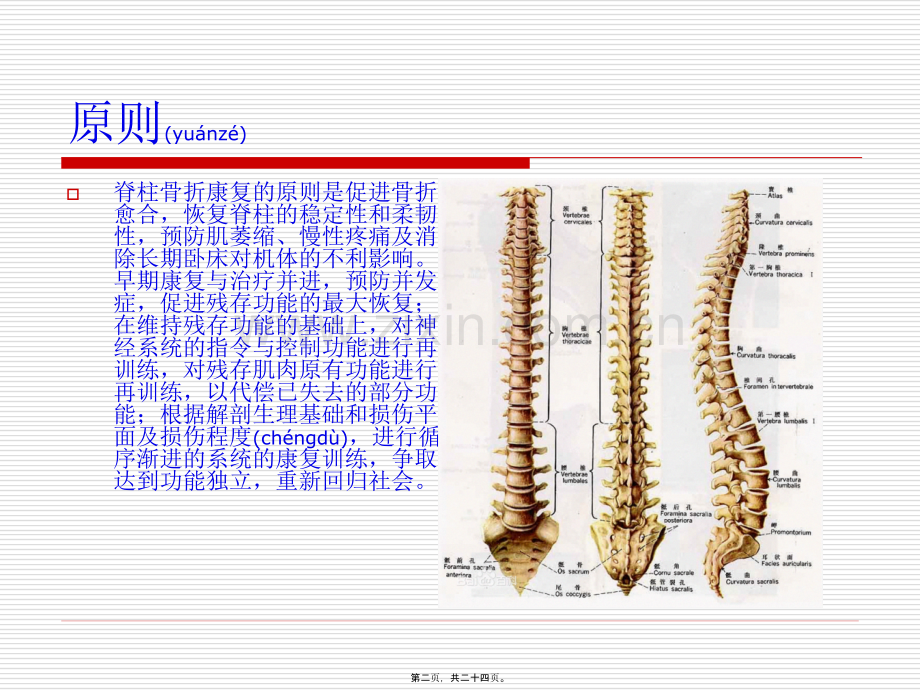 脊柱骨折康复.ppt_第2页