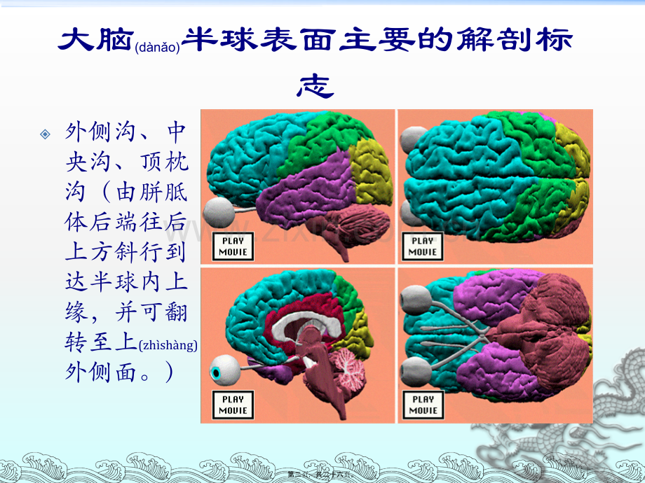 主要脑区的结构.ppt_第2页