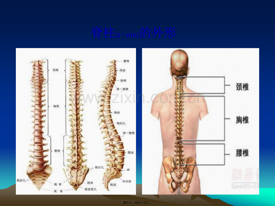 脊柱骨折诊疗及进展j.ppt_第3页