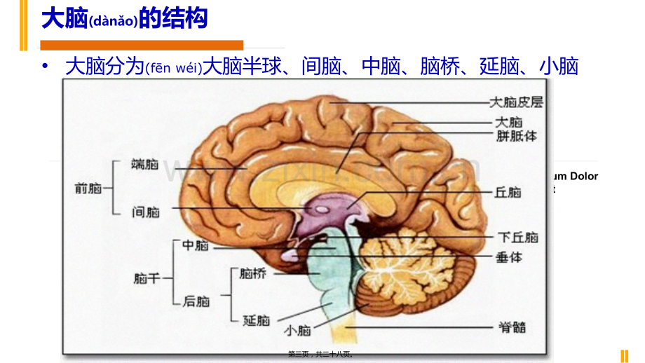 脑出血教学查房.pptx_第3页