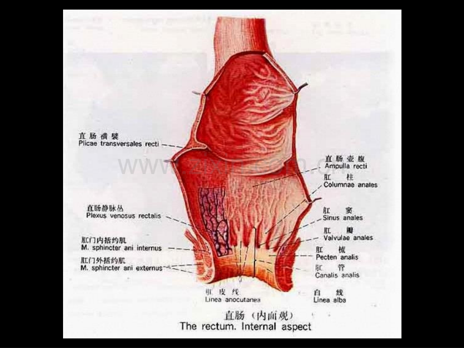 肛肠外科(讲述).ppt_第3页