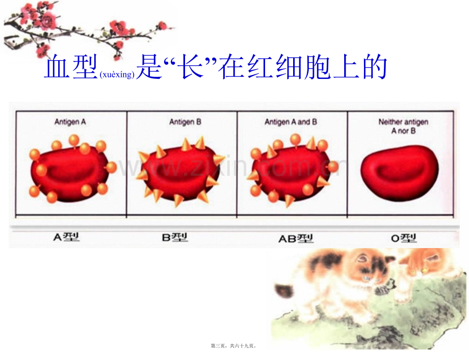 Rh阴性血型有关知识分析.ppt_第3页