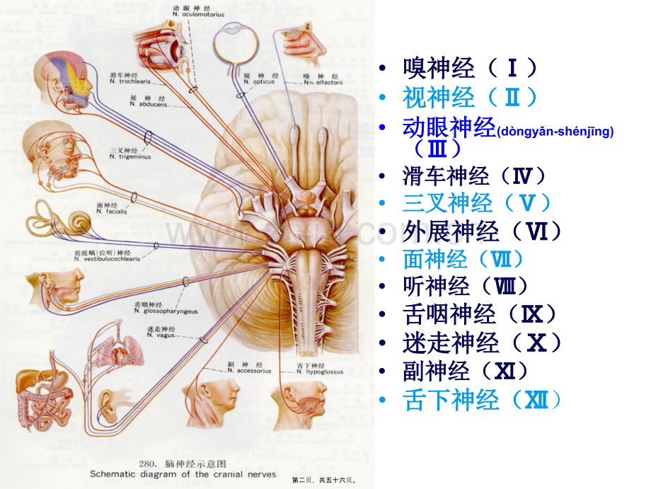 脑神经传导径路及体格检查.ppt_第2页