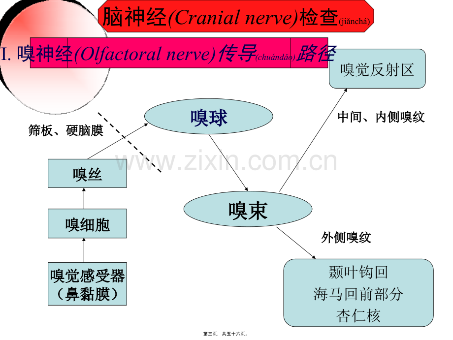 脑神经传导径路及体格检查.ppt_第3页