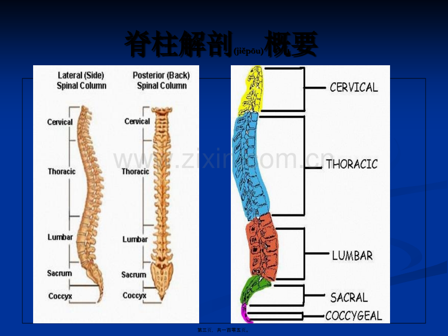 脊柱和骨盆骨折骨折.ppt_第3页