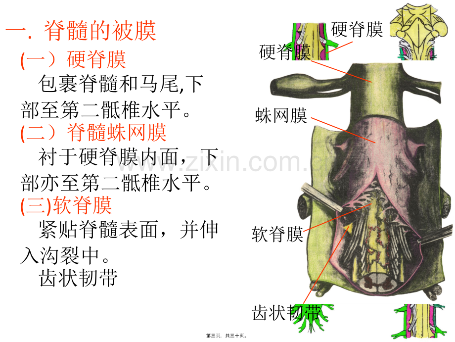 脑与脊髓的被膜、血管-以及脑脊液循环.ppt_第3页