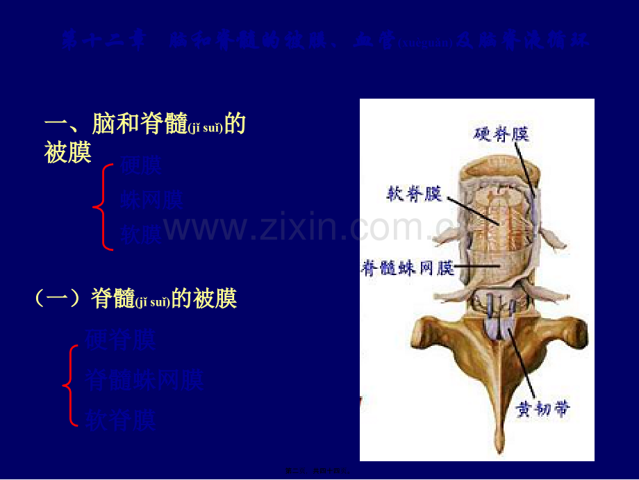 脑脊髓、血管、被膜、脑脊液1幻灯片.ppt_第2页