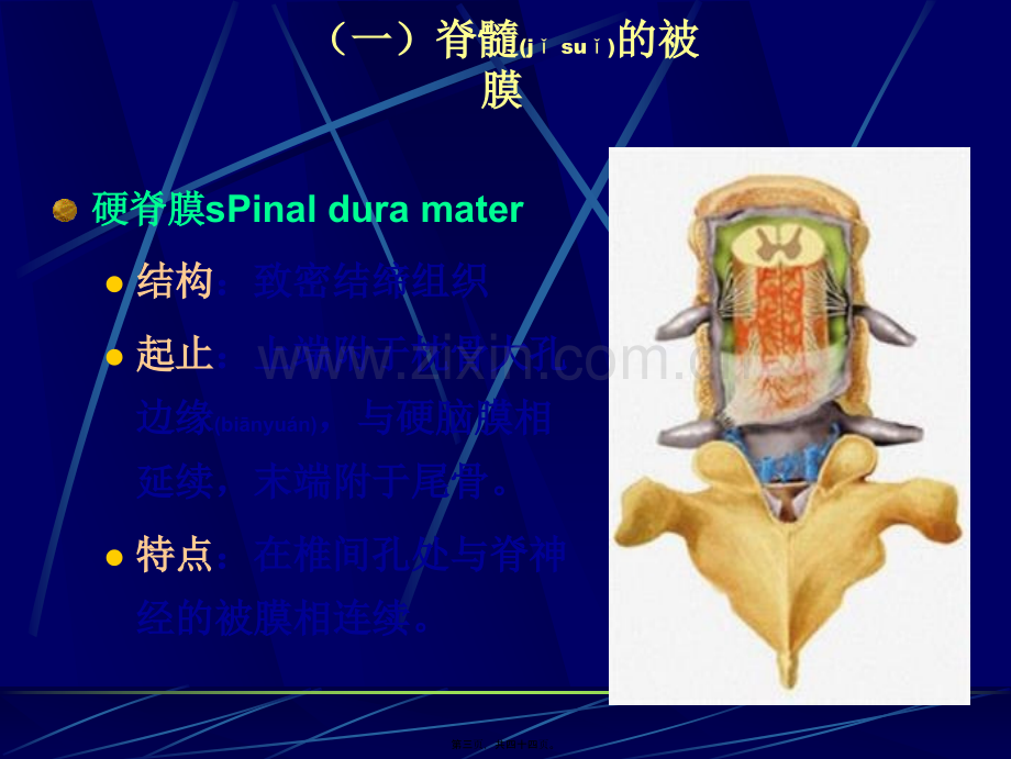 脑脊髓、血管、被膜、脑脊液1幻灯片.ppt_第3页