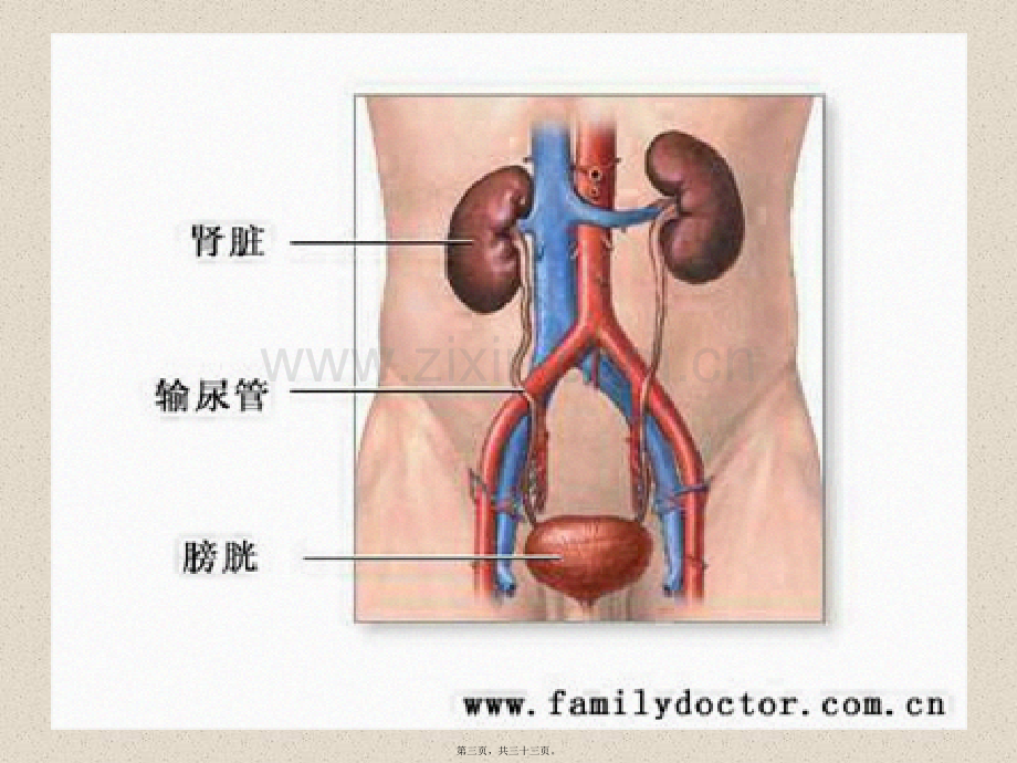 -泌尿系统2.ppt_第3页