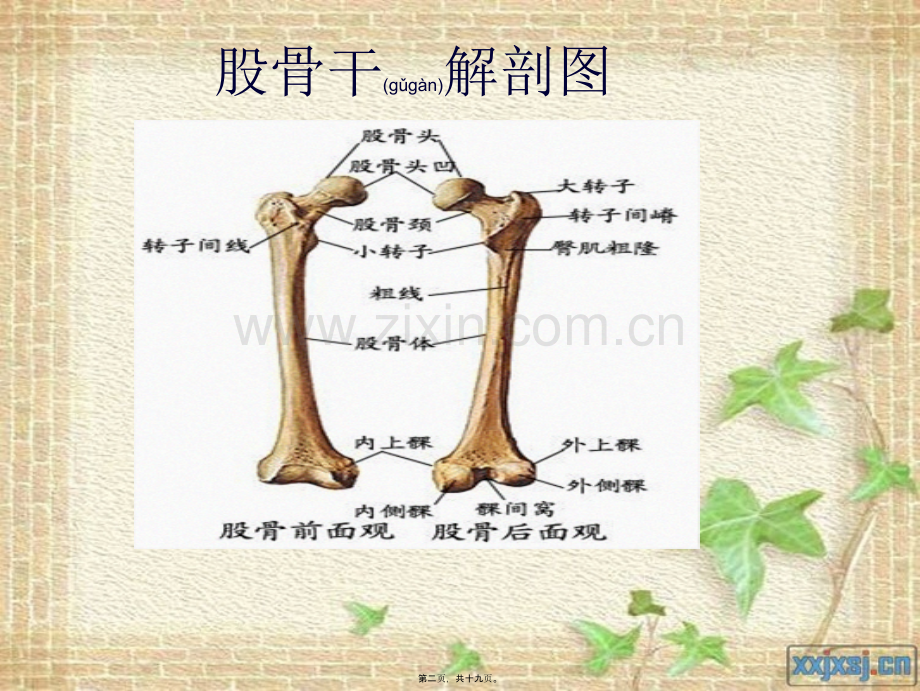 股骨干骨折(2012.10)...ppt_第2页