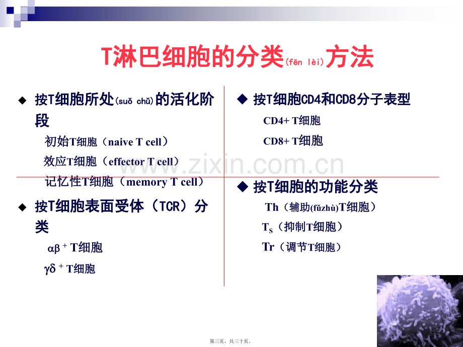 T淋巴细胞结果的解读2014全国会吴铁军.ppt_第3页