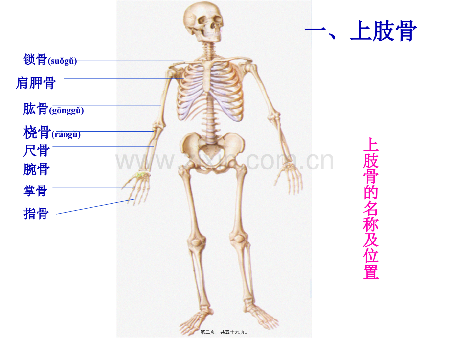 上肢骨及其连结、下肢骨及其连结2.ppt_第2页