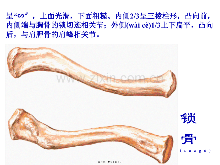 上肢骨及其连结、下肢骨及其连结2.ppt_第3页