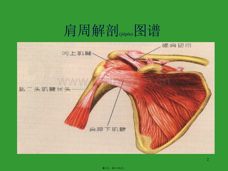 肩关节周围炎康复宣教幻灯.ppt_第2页