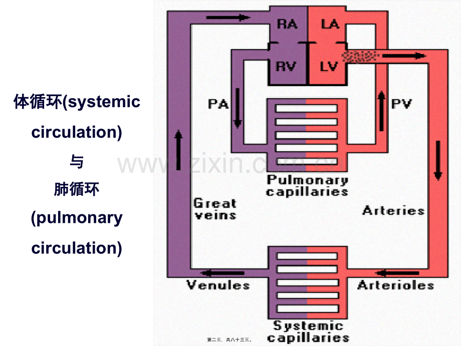 七章血液循环-PPT文档.ppt_第2页