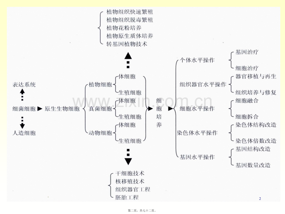 xb四、植物组织与细胞培养.ppt_第2页