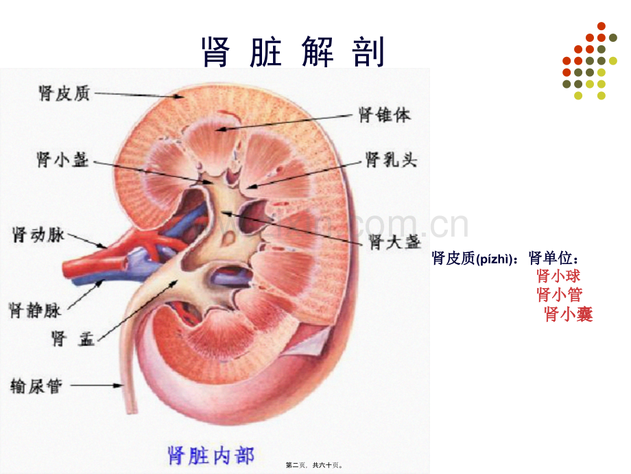 zhz-第10章泌尿生殖系统显像.ppt_第2页