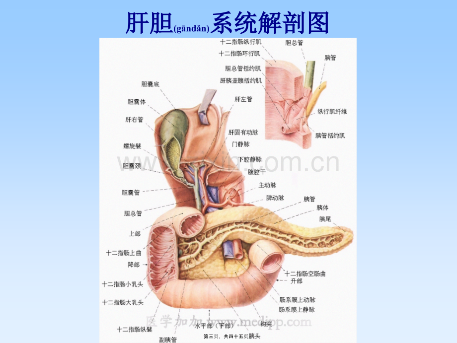 TPN相关淤胆.ppt_第3页