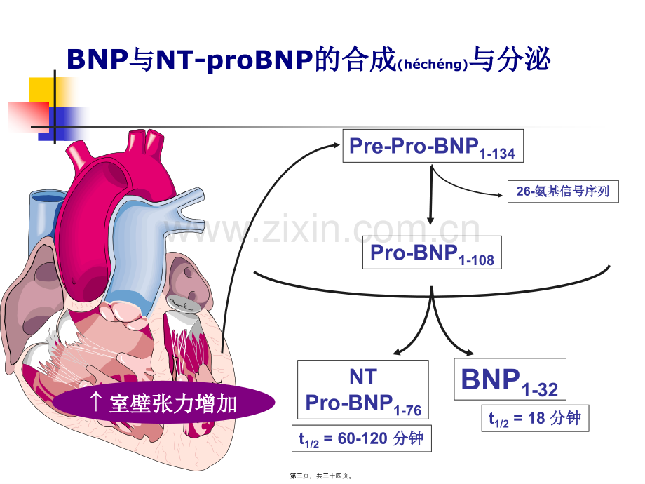 脑钠肽在心力衰竭诊疗中的评价.ppt_第3页