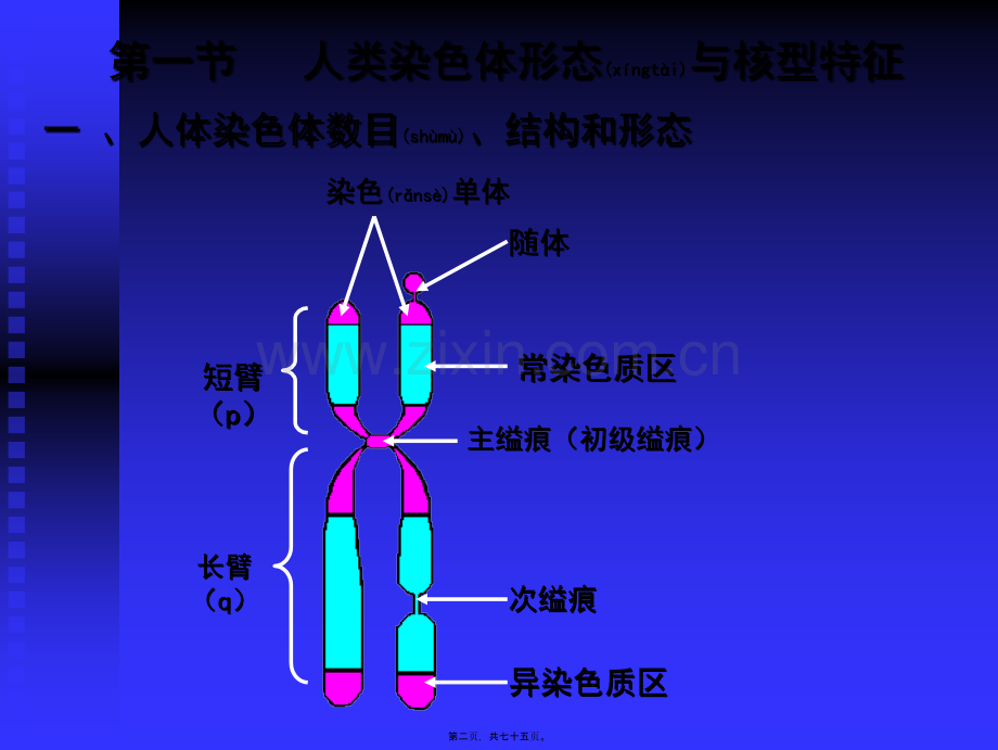 人染色体染色体病.ppt_第2页