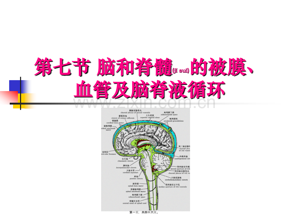 学术讨论—中枢神经系统(六脑和脊髓的被膜、血管及脑脊液循环-).ppt_第1页
