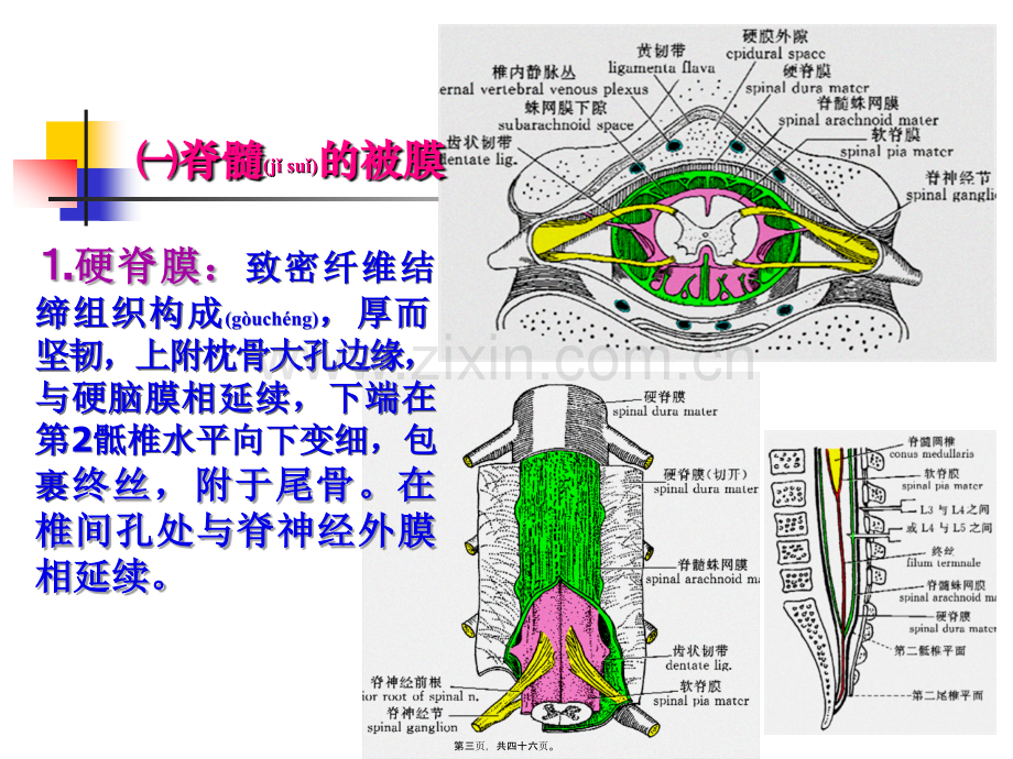 学术讨论—中枢神经系统(六脑和脊髓的被膜、血管及脑脊液循环-).ppt_第3页