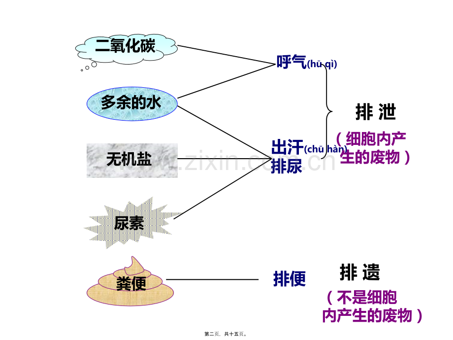 人体泌尿系统的组成.pptx_第2页