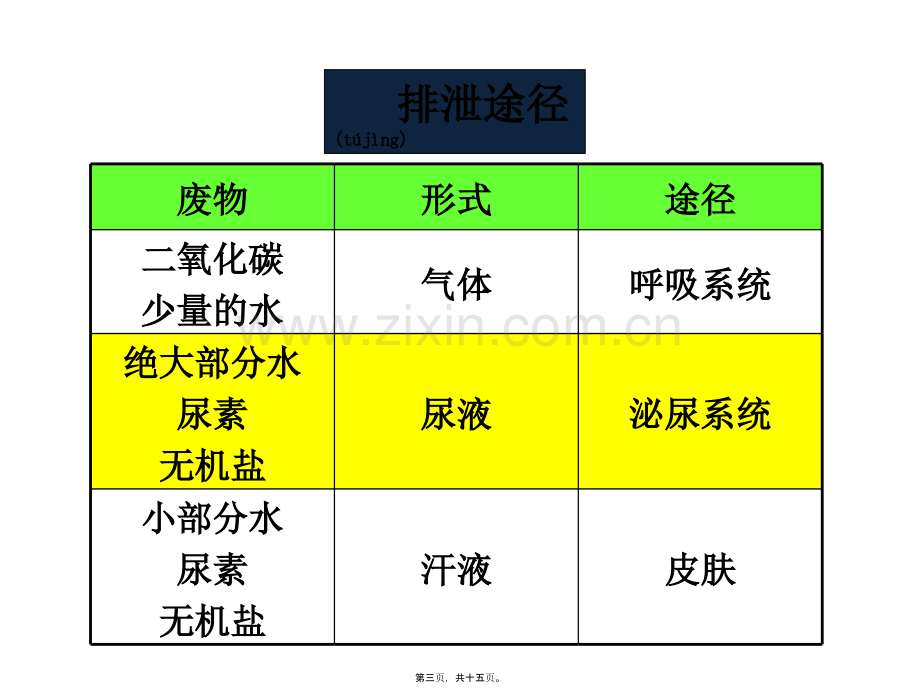 人体泌尿系统的组成.pptx_第3页