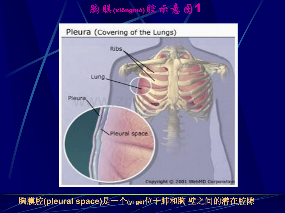 学术讨论—胸腔积液(第六版).ppt_第2页