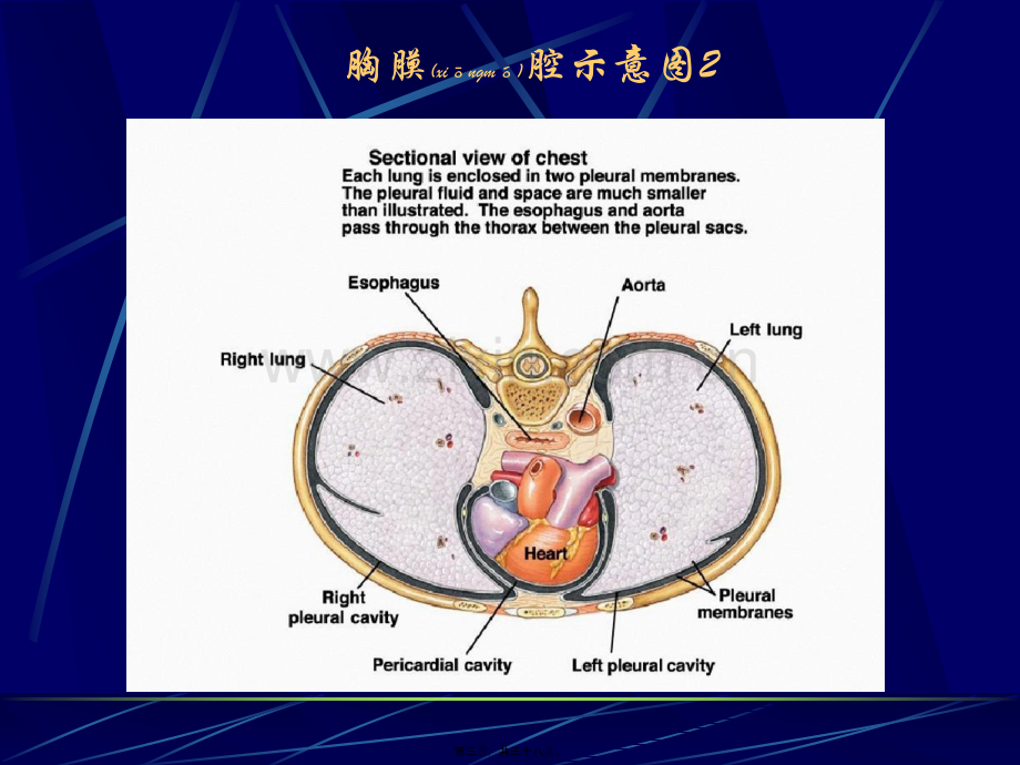 学术讨论—胸腔积液(第六版).ppt_第3页