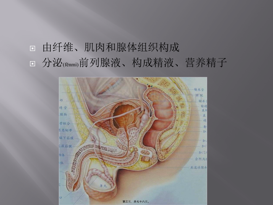 学术讨论—腹腔镜下前列腺癌根治术===.pptx_第3页