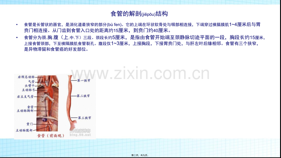 学术讨论—三切口食管癌根治术的配合.pptx_第2页