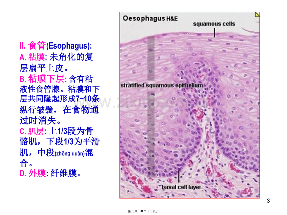 K消化管2.ppt_第3页