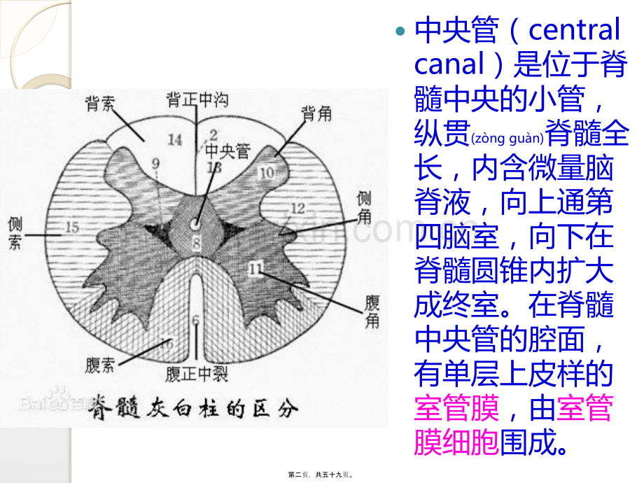 脊髓空洞症与中央管扩张.pptx_第2页