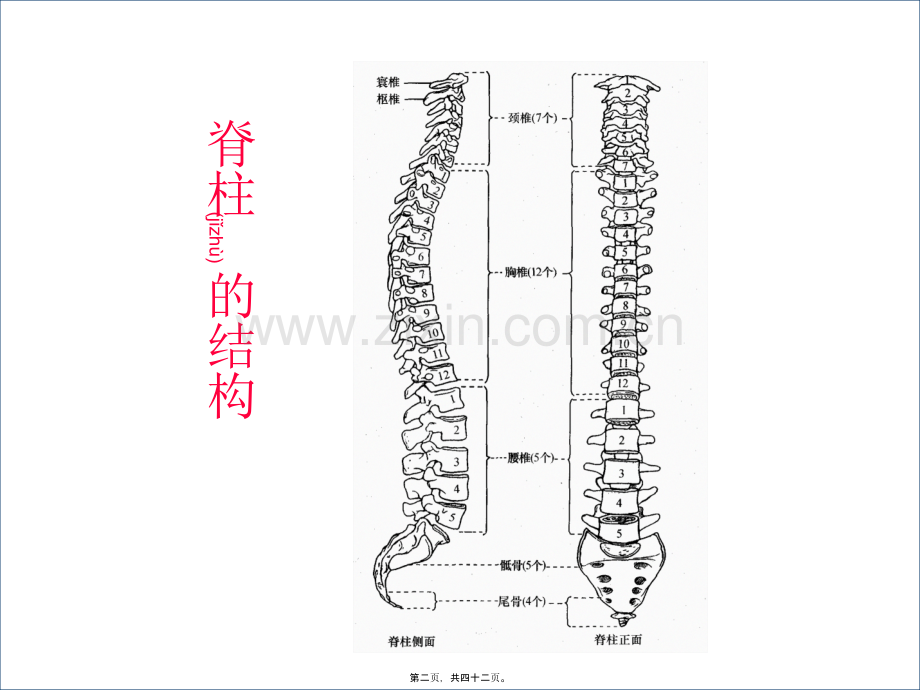 脊髓损伤的康复评定.ppt_第2页