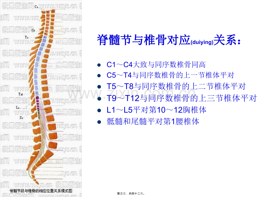 脊髓损伤的康复评定.ppt_第3页