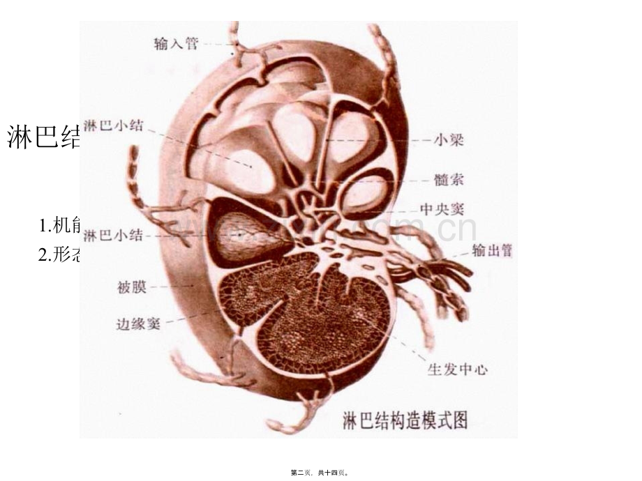 学术讨论—二、淋巴结的结构.ppt_第2页