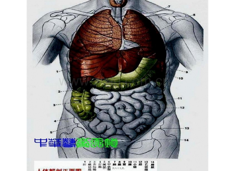 学术讨论—人体内脏结构图..ppt_第2页