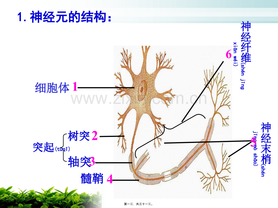 人体的神经调节(2)反射和反射弧资料.ppt_第1页